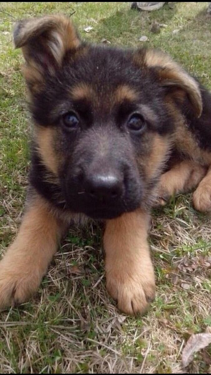 Фото из личного архива. Это самое любимое фото маленького Гросса !