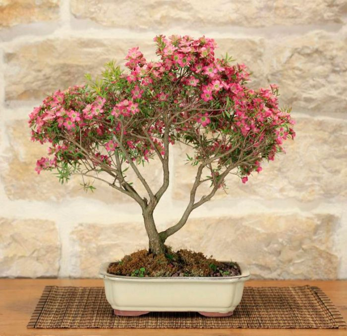 https://rastenievod.com/leptospermum.html