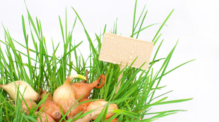    Хороший урожай начинается весной Фото: biburcha, Shutterstock.com