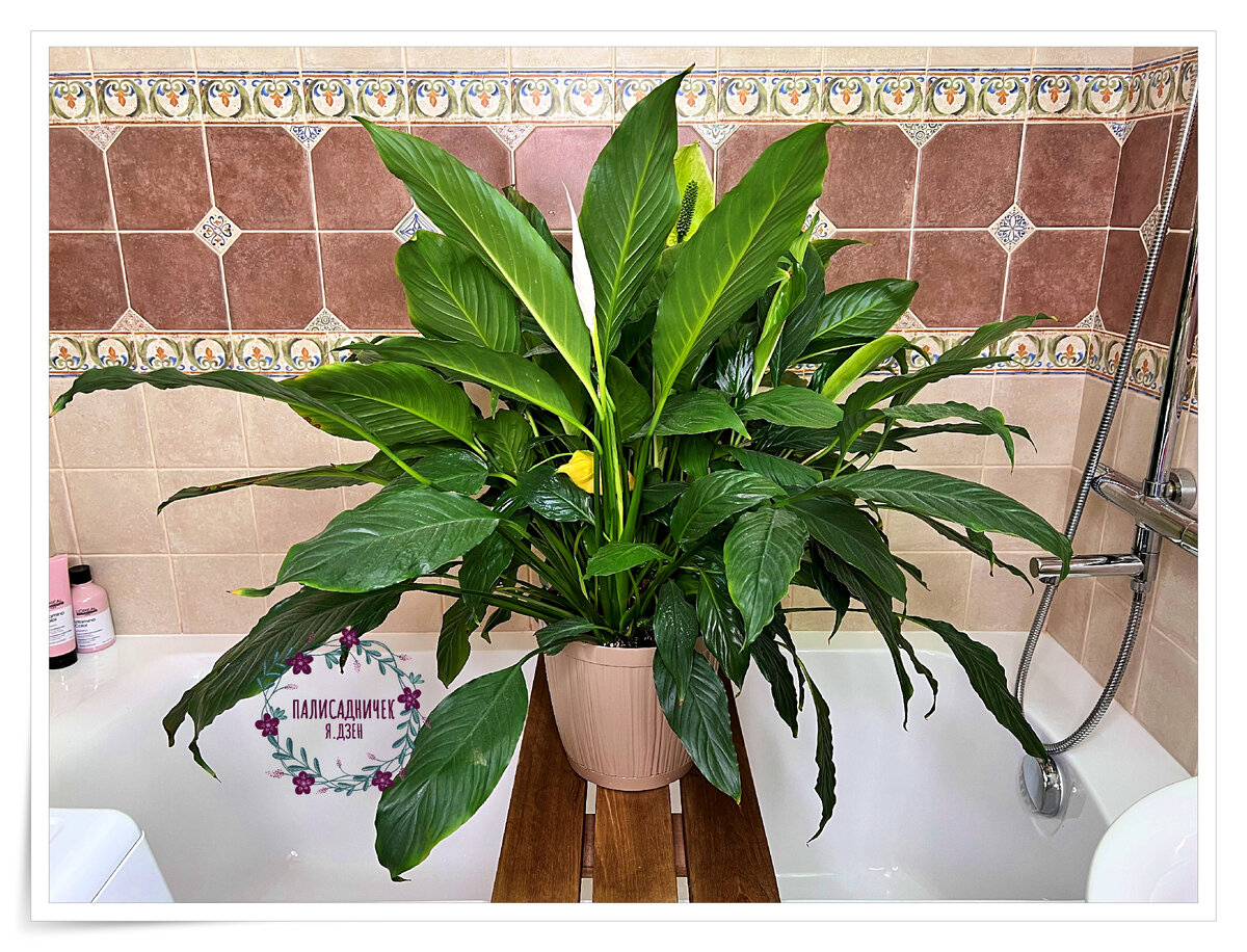 Понятно, что не фонтан, но для лишённого всяческого ухода растения — согласитесь, очень даже ничего. Листайте, пожалуйста, там ещё один ракурс имеется. ⏩⏩