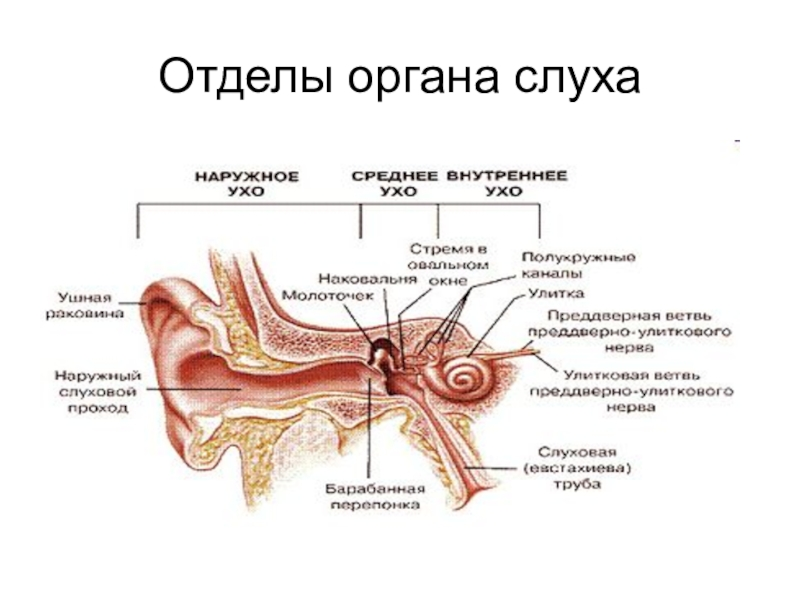 Орган слуха состоит из отделов. Слуховой анализатор строение и функции. Строение слухового анализатора. Анализатор слуха строение и функции. Строение органа слуха.