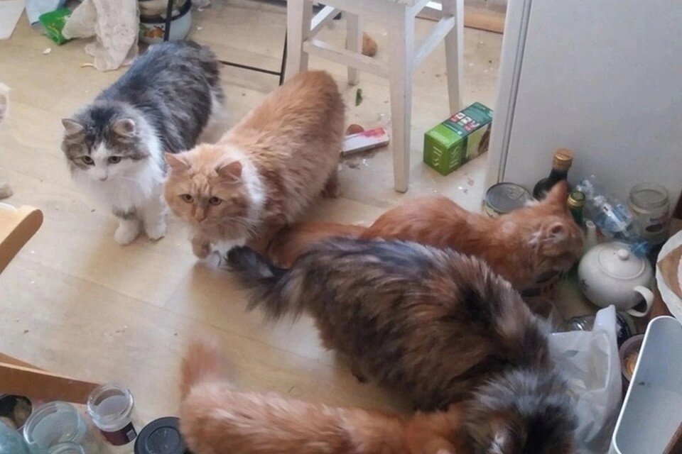    Фото: группа ВК Приют Матроскин Пермь и За Защиту Зверей!