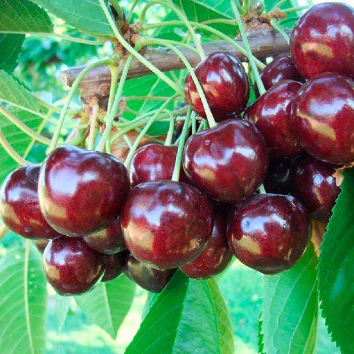 Красота то какая