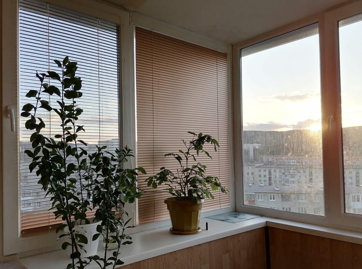 Фото владельца дуба:)