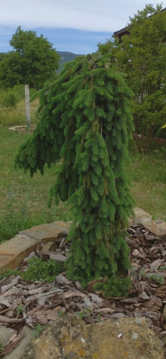 Инверса. Поздняя весна.