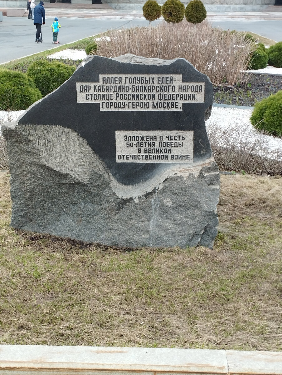 Аллея голубых елей (ФОТО АВТОРА)