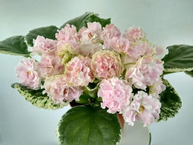 ���� ���-����. � oir.mobi  📷
