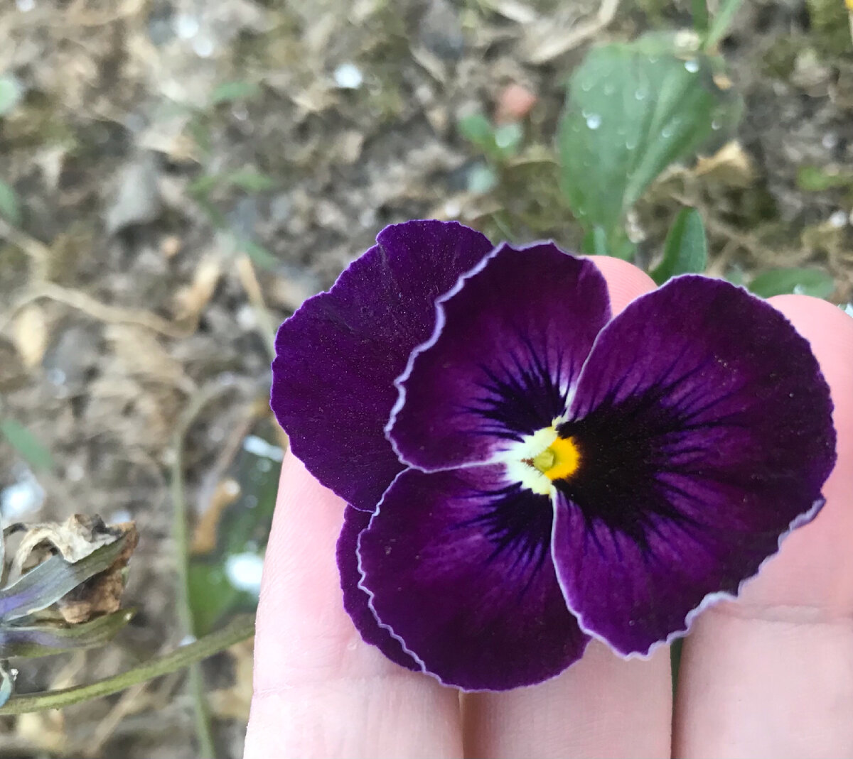 Виола перезимовала под снегом 🌺 | НАШ ДОМ | Дзен