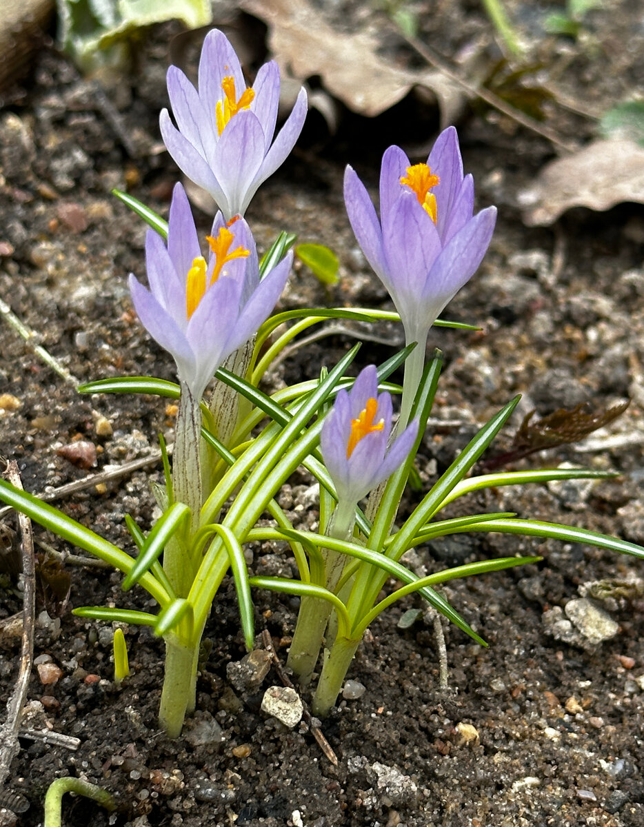 Какие-то из моих простых/диких. Фотографии в тексте мои.