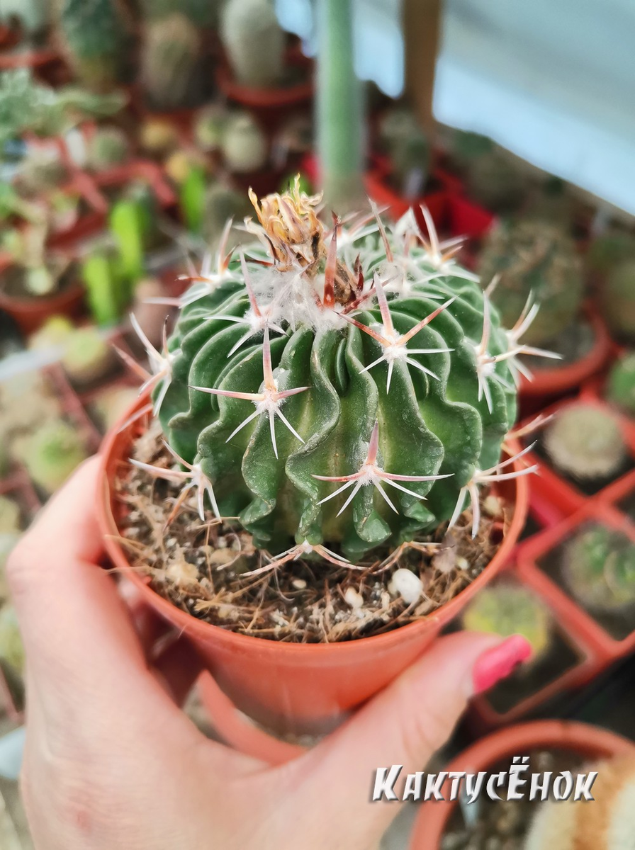 Стенокактус гладиатус (Stenocactus gladiatus). фото из питомника Кактусёнок. РФ
