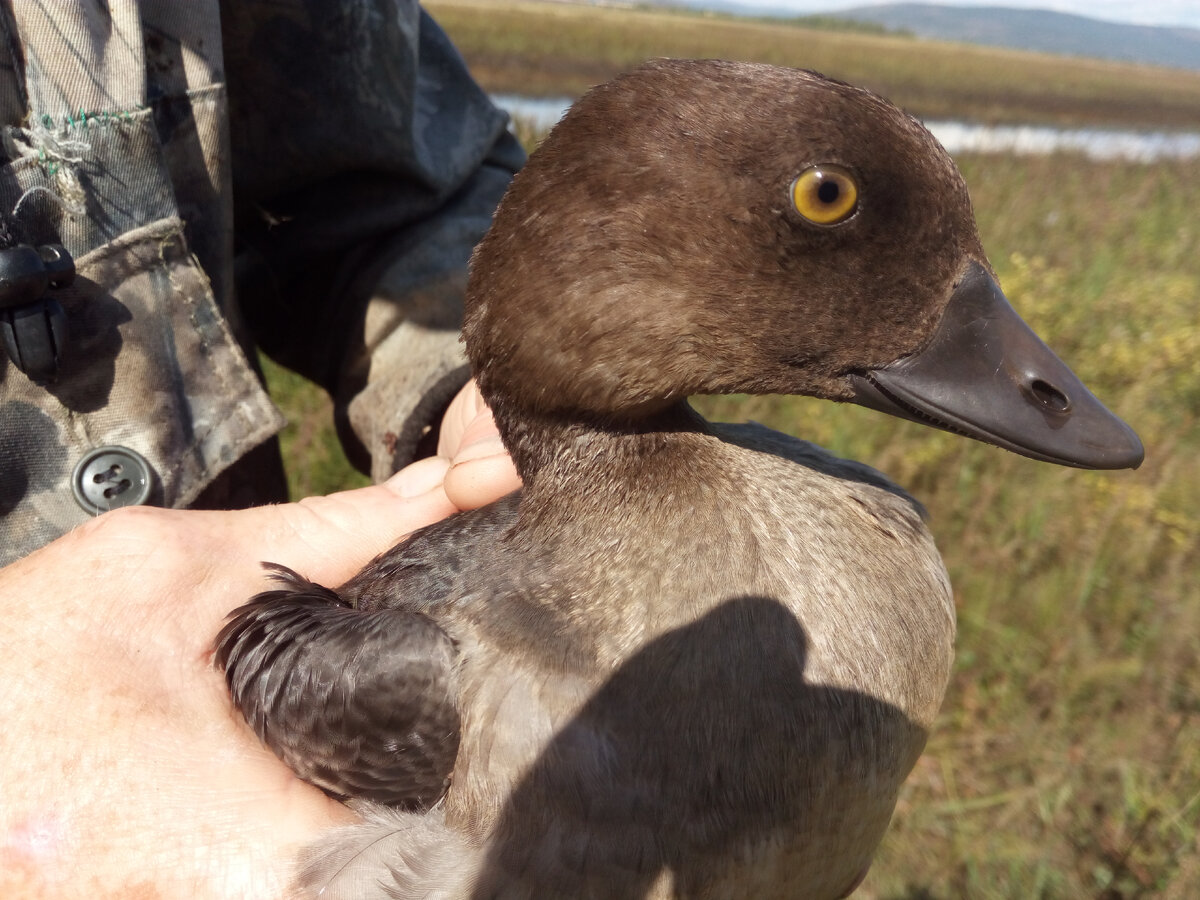 Та самая утка