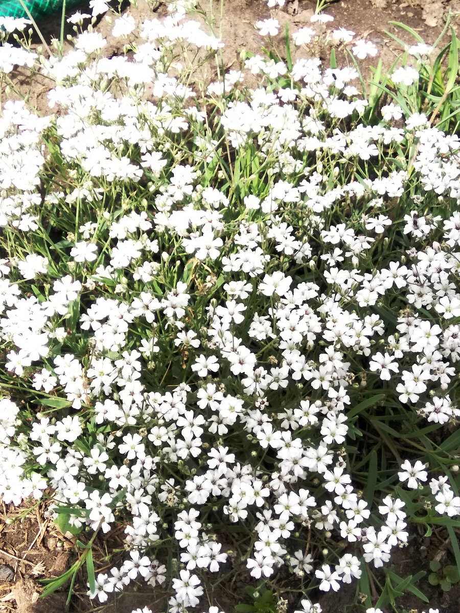 Гипсофила ползучая.