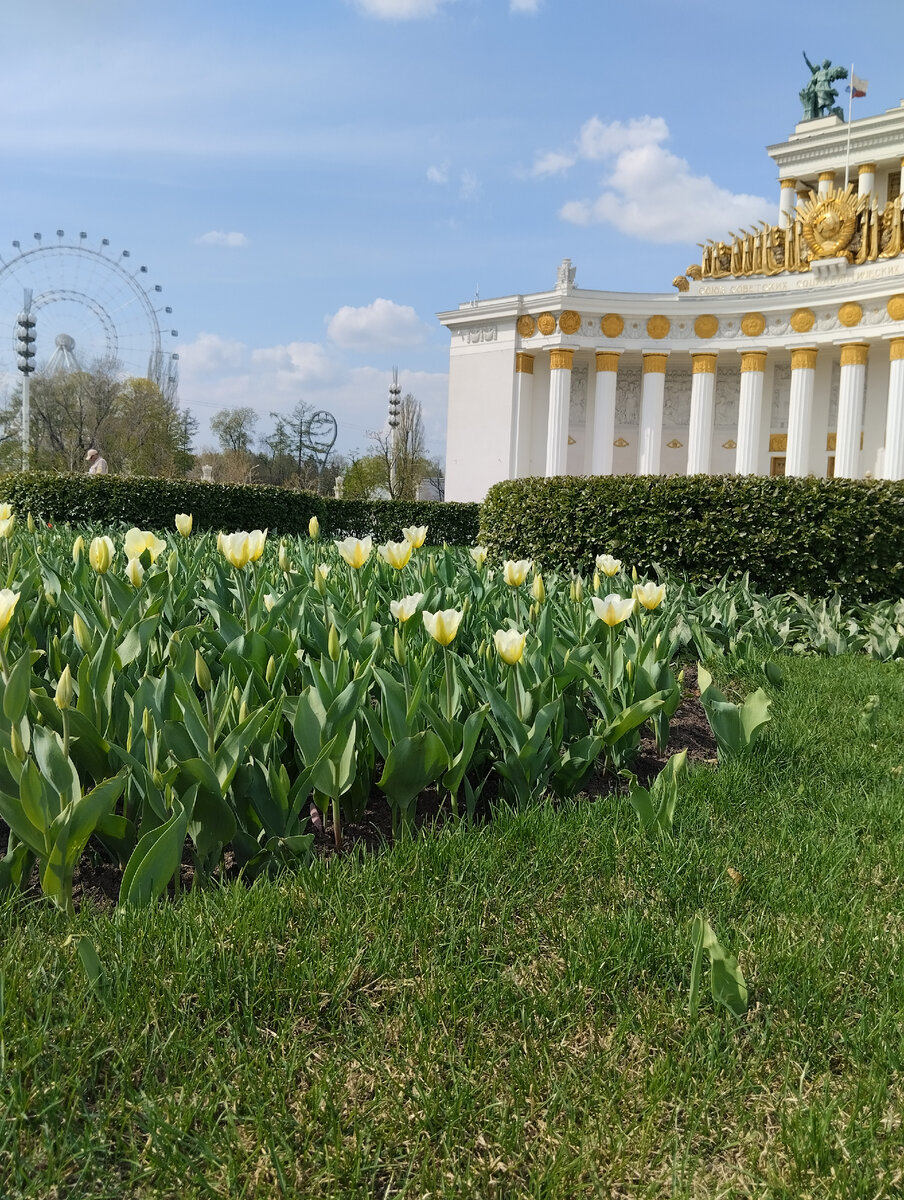 Тюльпаны только расцветают