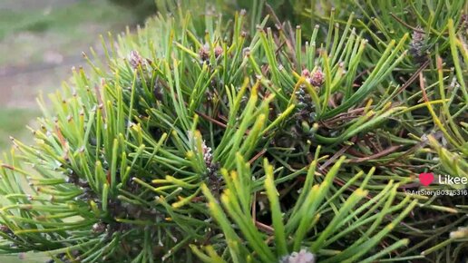 Ниваки из Сосны горной Мугу Мугус ‘Pinus mugo var. mughus’