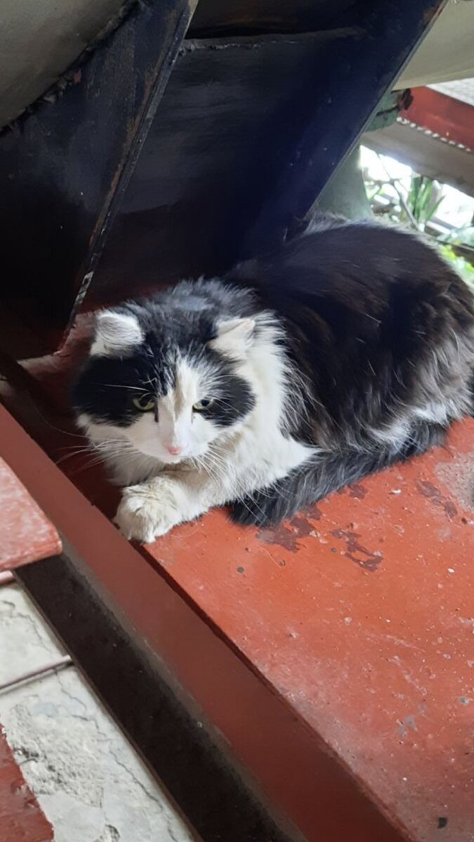 Вот такой Костик. 