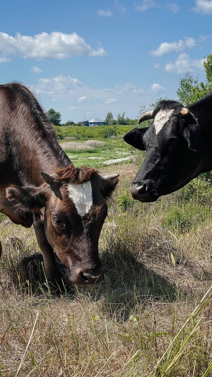 Удивительное открытие: коровы умеют плакать и испытывают эмоции!