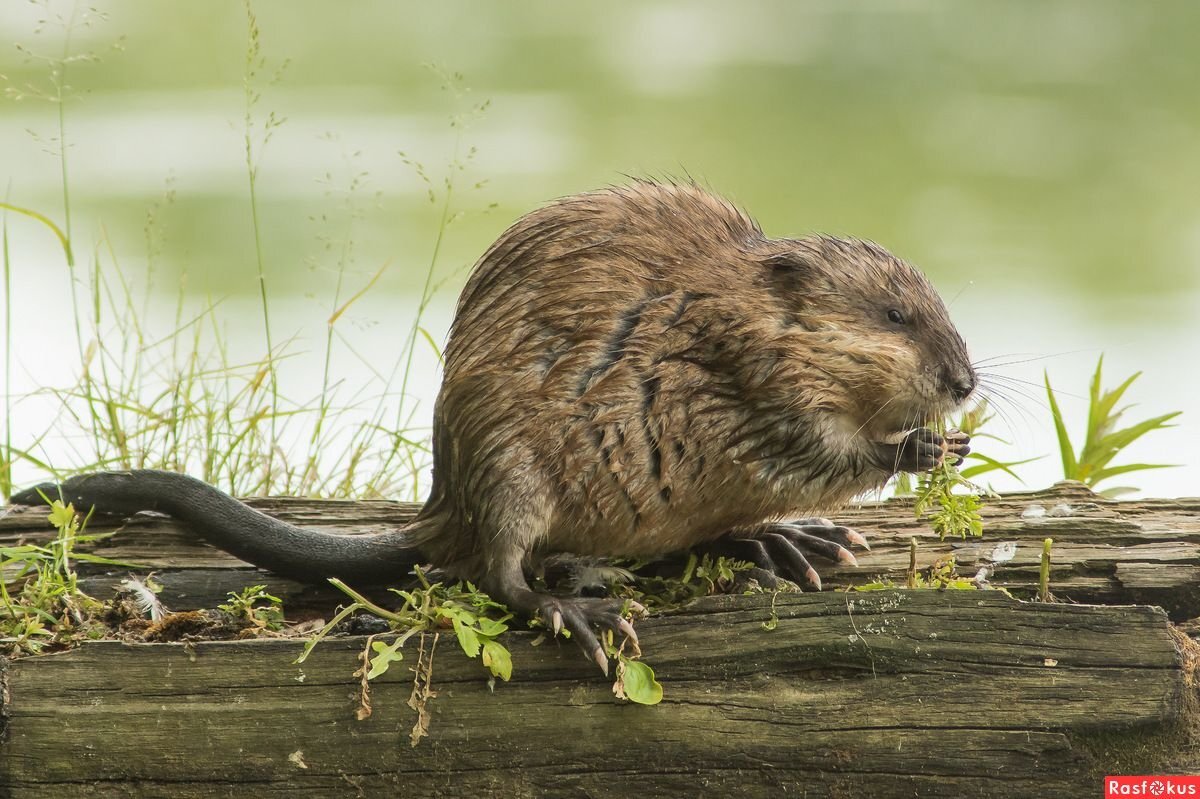 Ондатра байкальская. Бобры и нутрии. Ондатра полуводные млекопитающие. Ондатра полуводные млекопитающие. Ондатра полуводные млекопитающие.