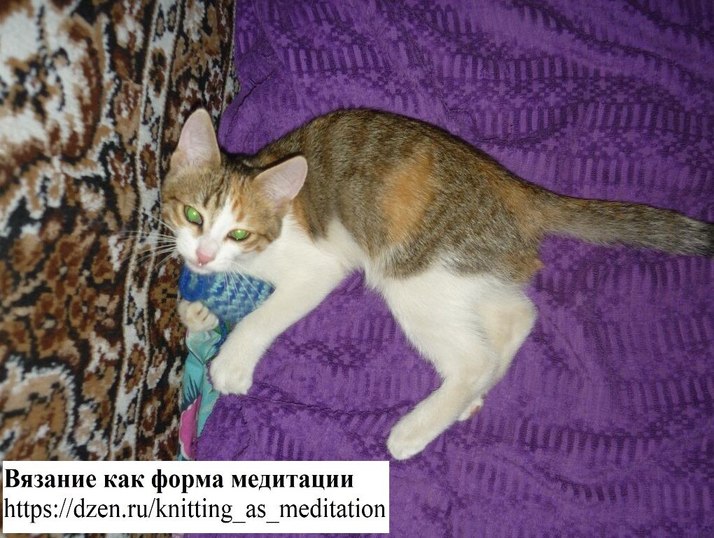 Кошка играет с вязаной конфетой