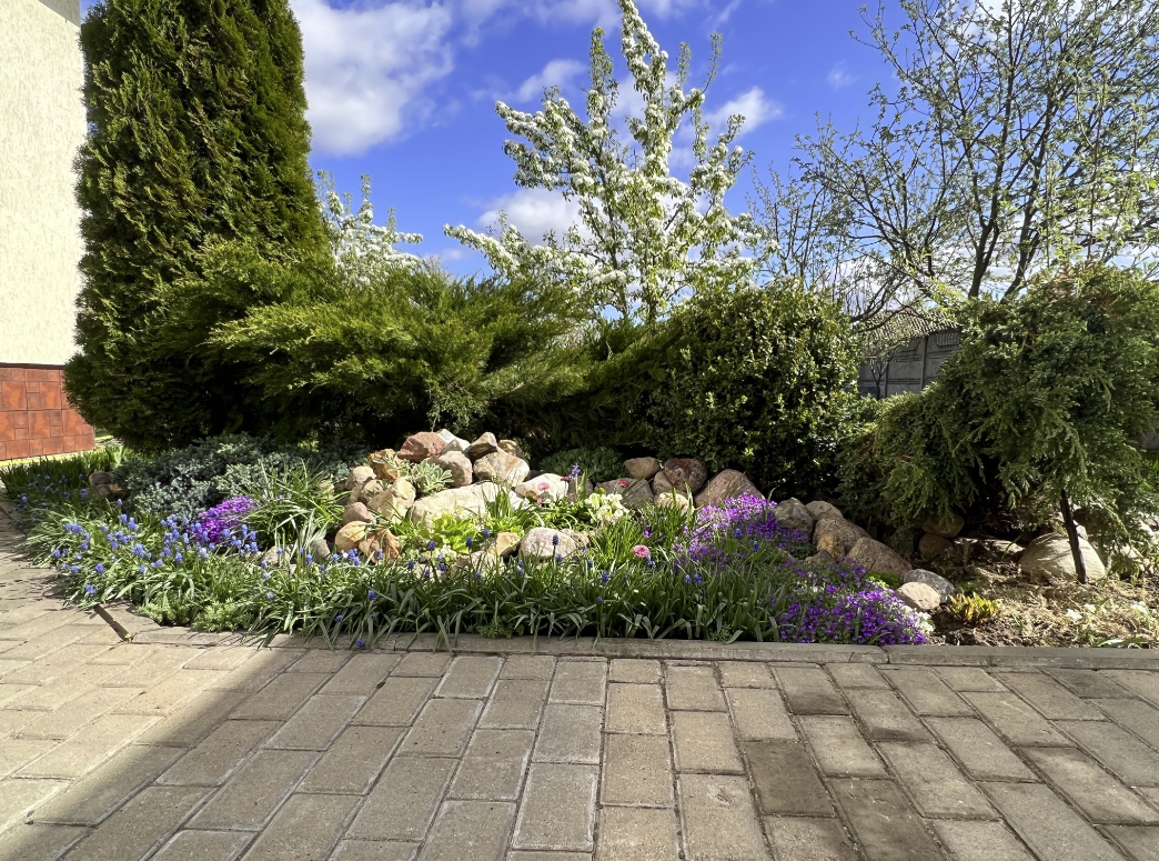 Сцилла на первом плане уже отцвела,скоро срежу.