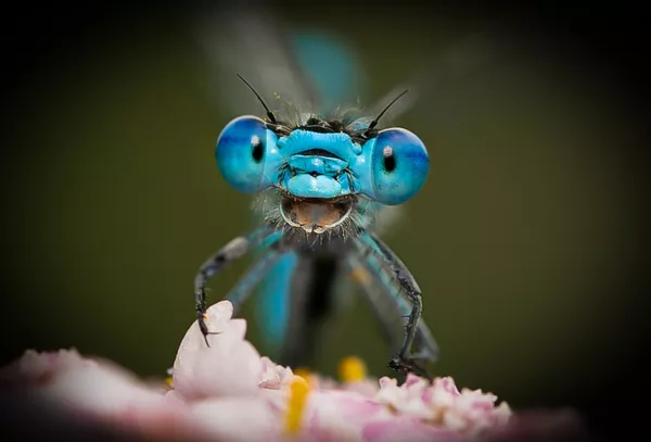  Сегодня мы хотим поделиться с вами работами финалистов премии The Comedy Wildlife. Don’t worry, be happy!  “Я маленькая, но оооочень суровая птичка!”  “То есть все, осень, да?!-2