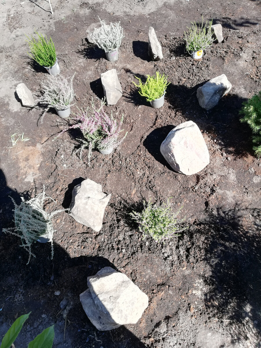 Верещатник - начало)))