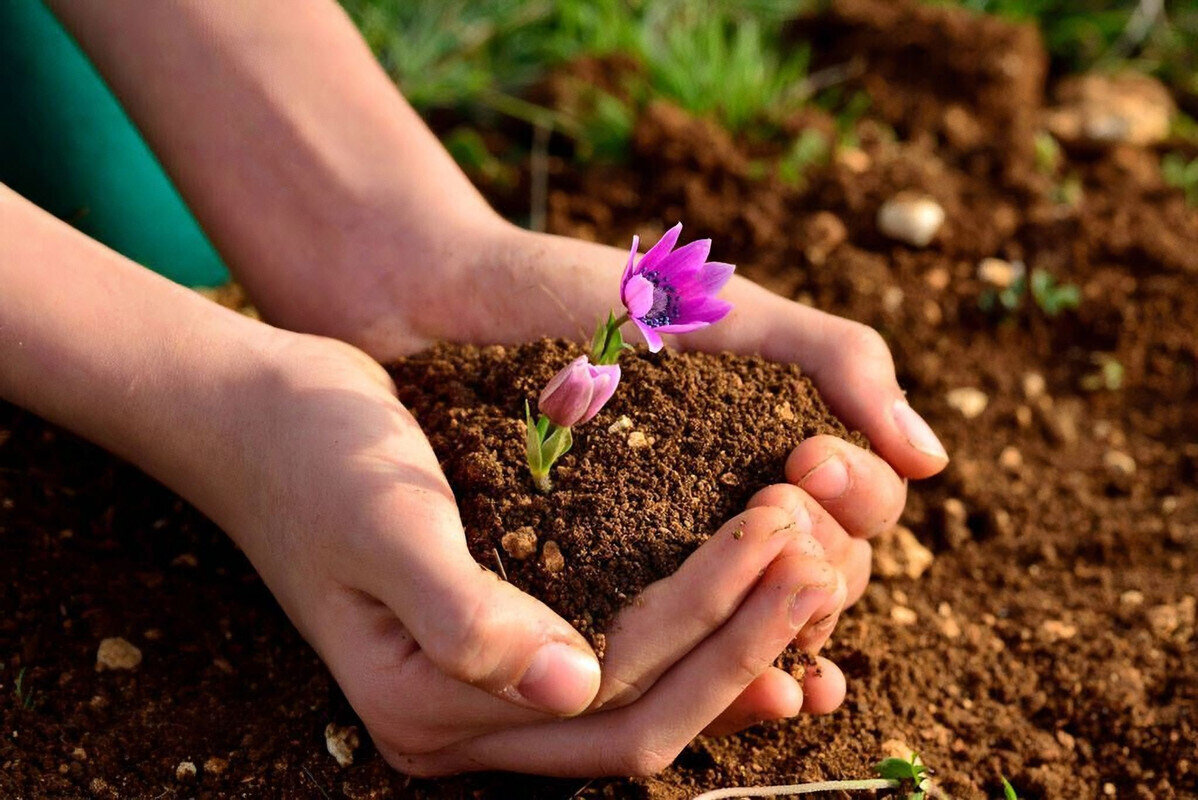 Грунт для рассады. Фото: www.blog.ciceksepeti.com