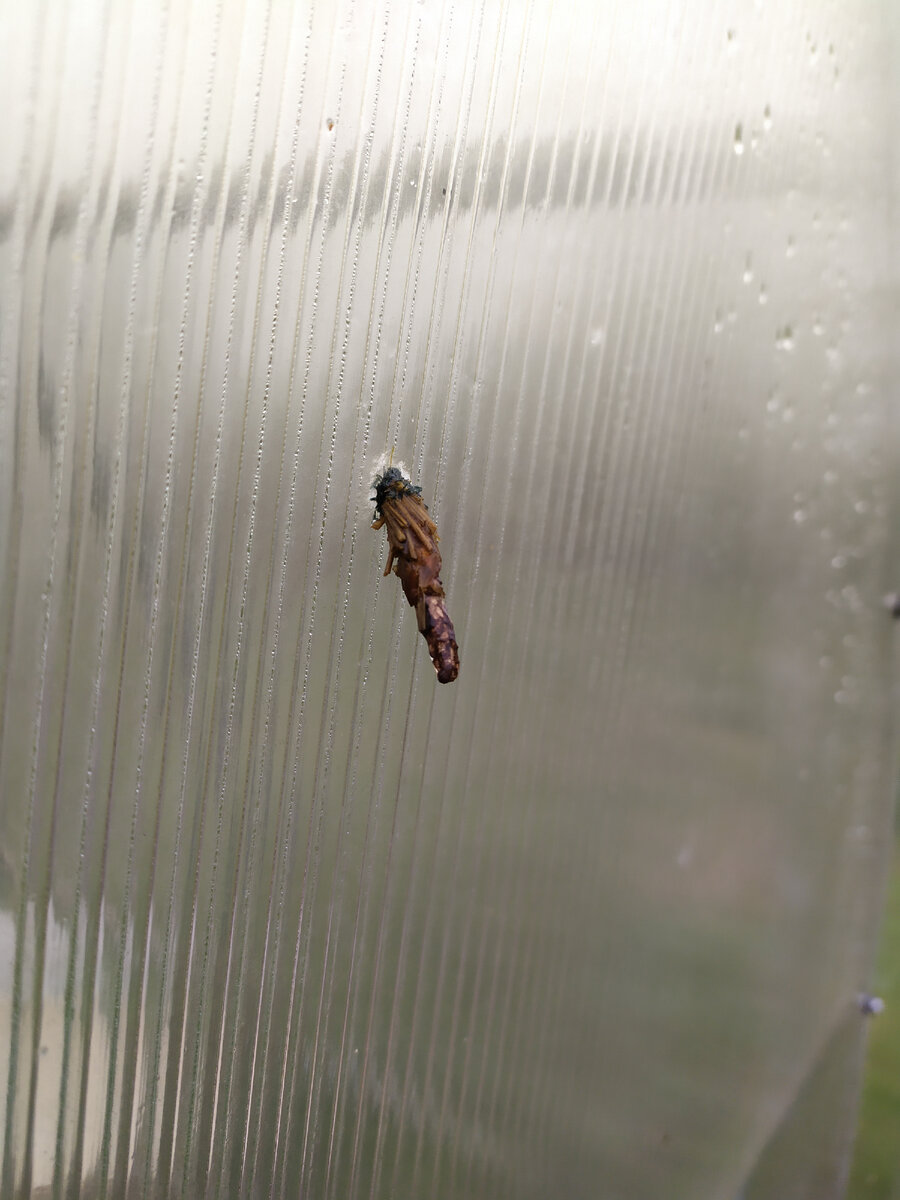 Монстр неопознанный.