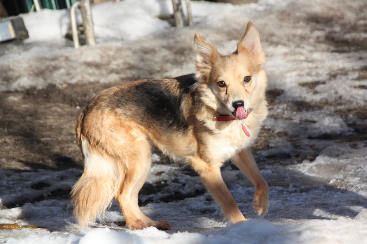 Раньше Таська выходила на улицу