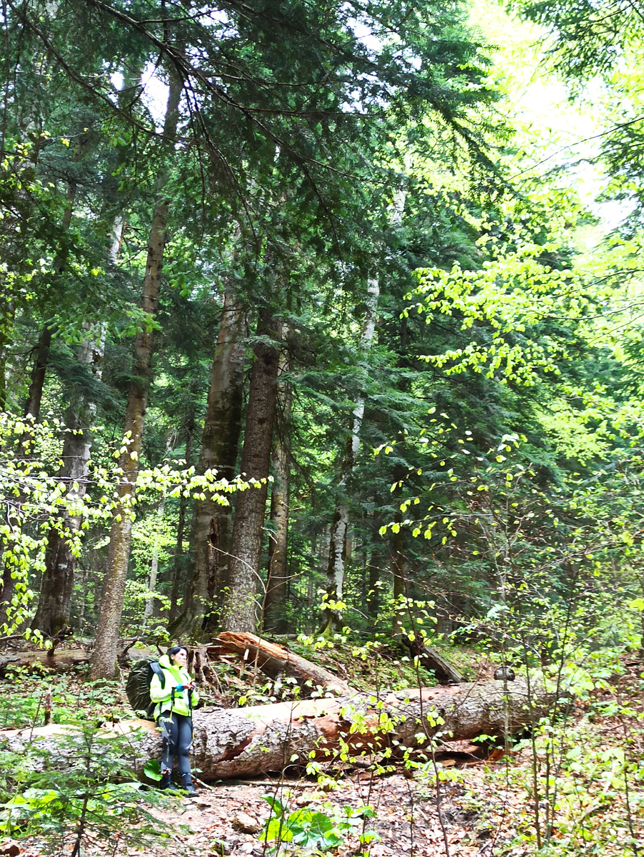 Хвойный лес