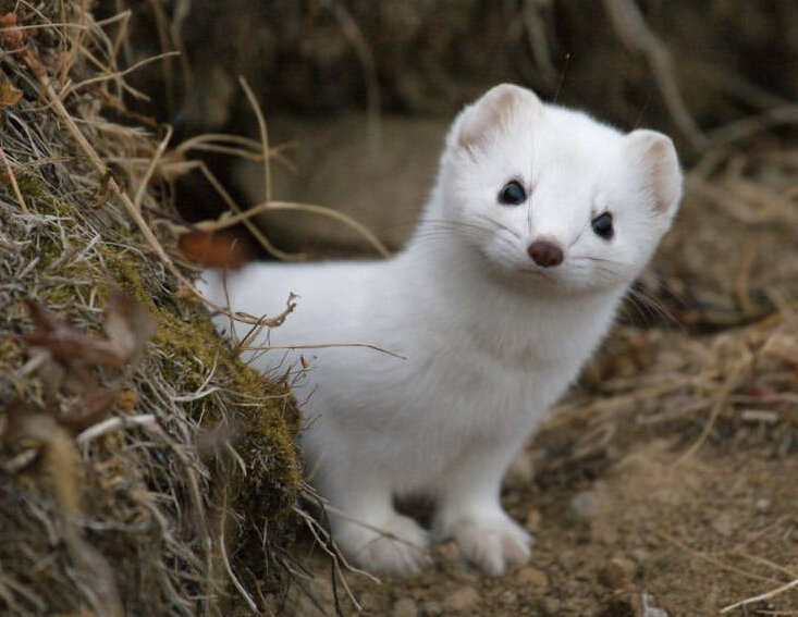 Не готовятся к зиме мелкие хищники- ласки, горностаи. Только переодеваются в новые шубки да более тонко чувствуют добычу, особенно если она плохо лежит. В поисках "легкой" поживы наведываются в гости к людям. Несколько дней в соседстве с таким гостем провел наш герой.