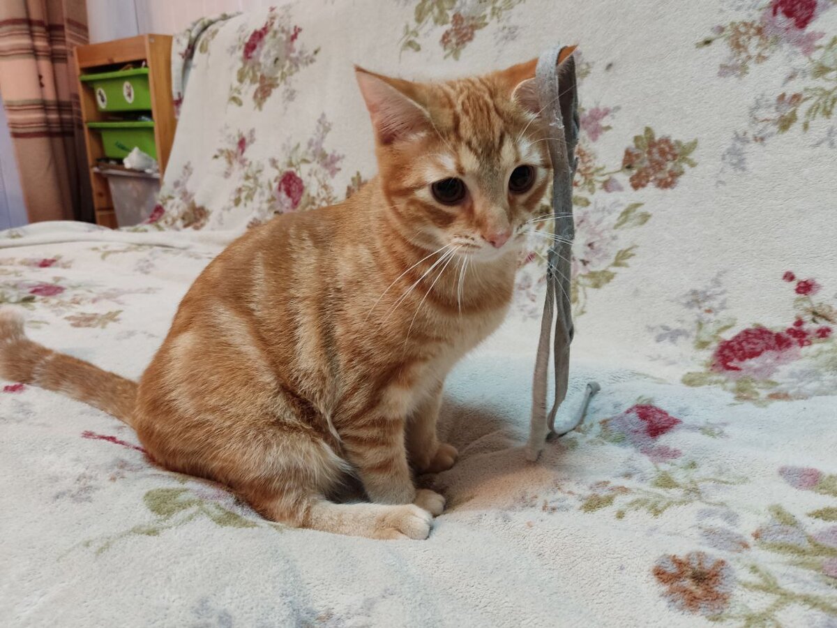 Где же веревочка?