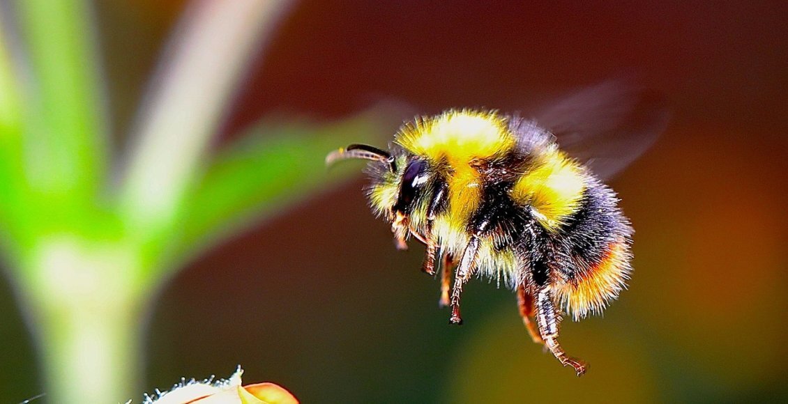    Фото: pixabay.com