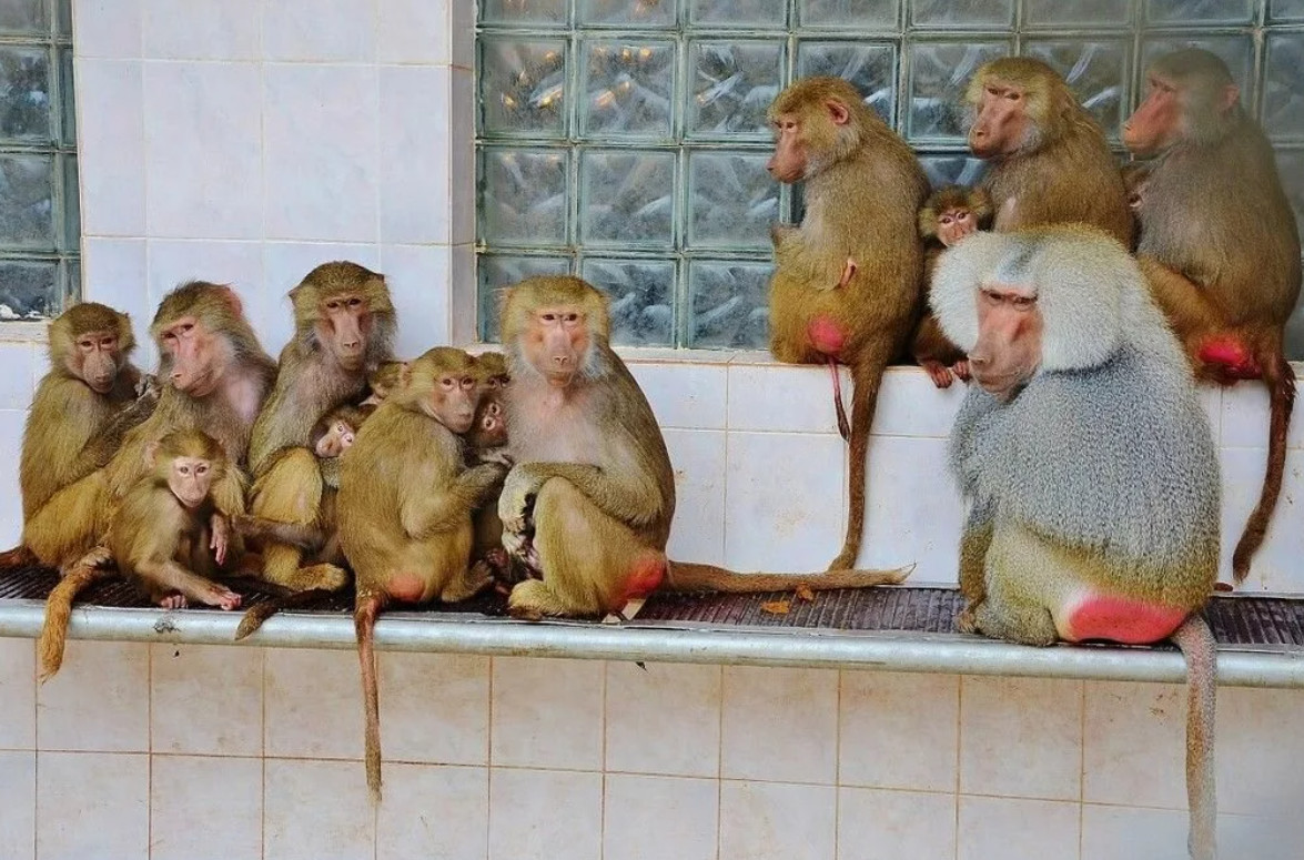 Обезьяний питомник в адлере. Абхазия сухум обезьяний питомник. Обезьяний питомник в абхазии. Питомник обезьян в адлере. Адлерский питомник обезьян.