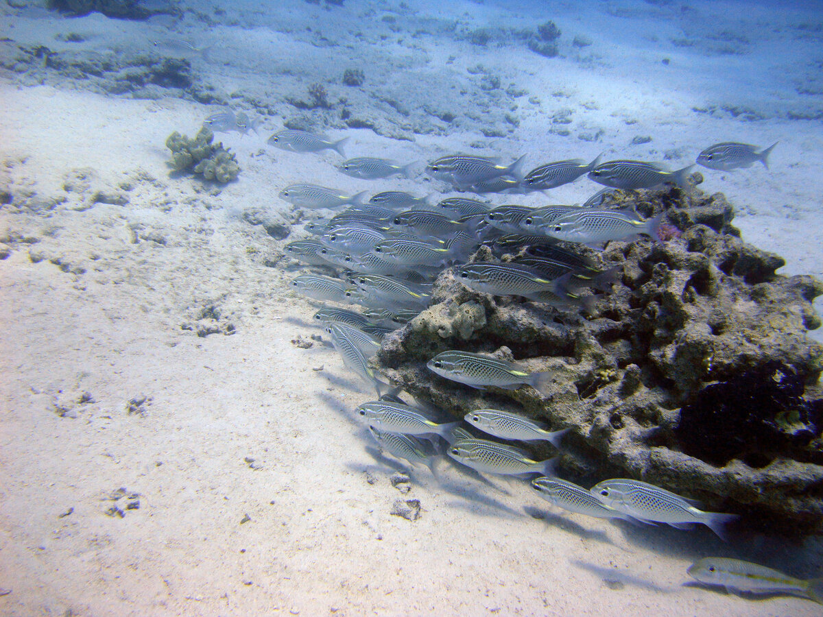 Подводный мир на пляже Шарм-эль-Шейха