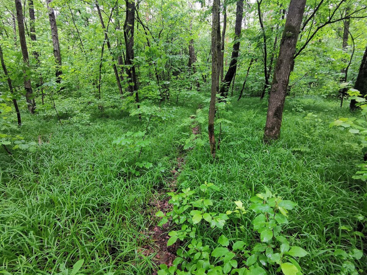 Обыденная картина: хоженая тропинка в лесу. Казалось бы ничего не предвещало...