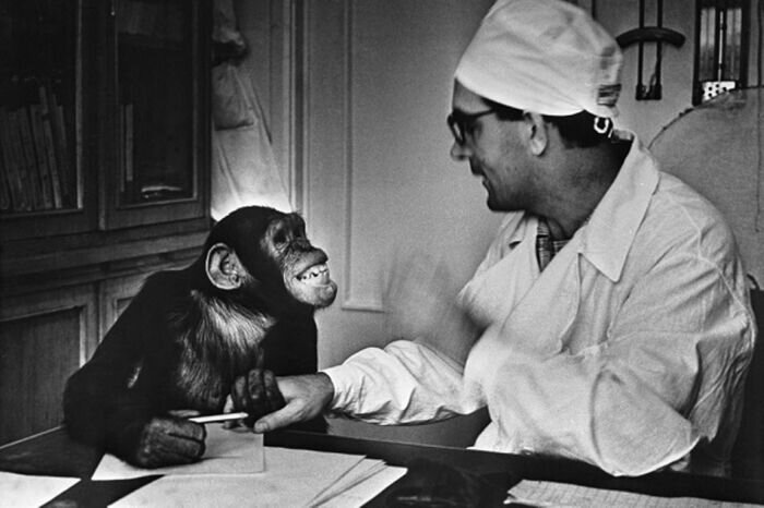 Как в СССР пытались скрестить человека и обезьяну : Жуткие опыты профессора Ильи Иванова по созданию гориллоидов