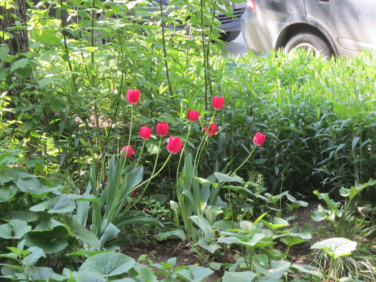 Наши любимые тюльпаны отлично смотрятся в композиции. Позади заросли золотарника, впереди бруннера. Листайте