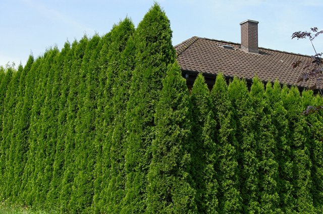    Почему сажать на участке тую — плохая примета?