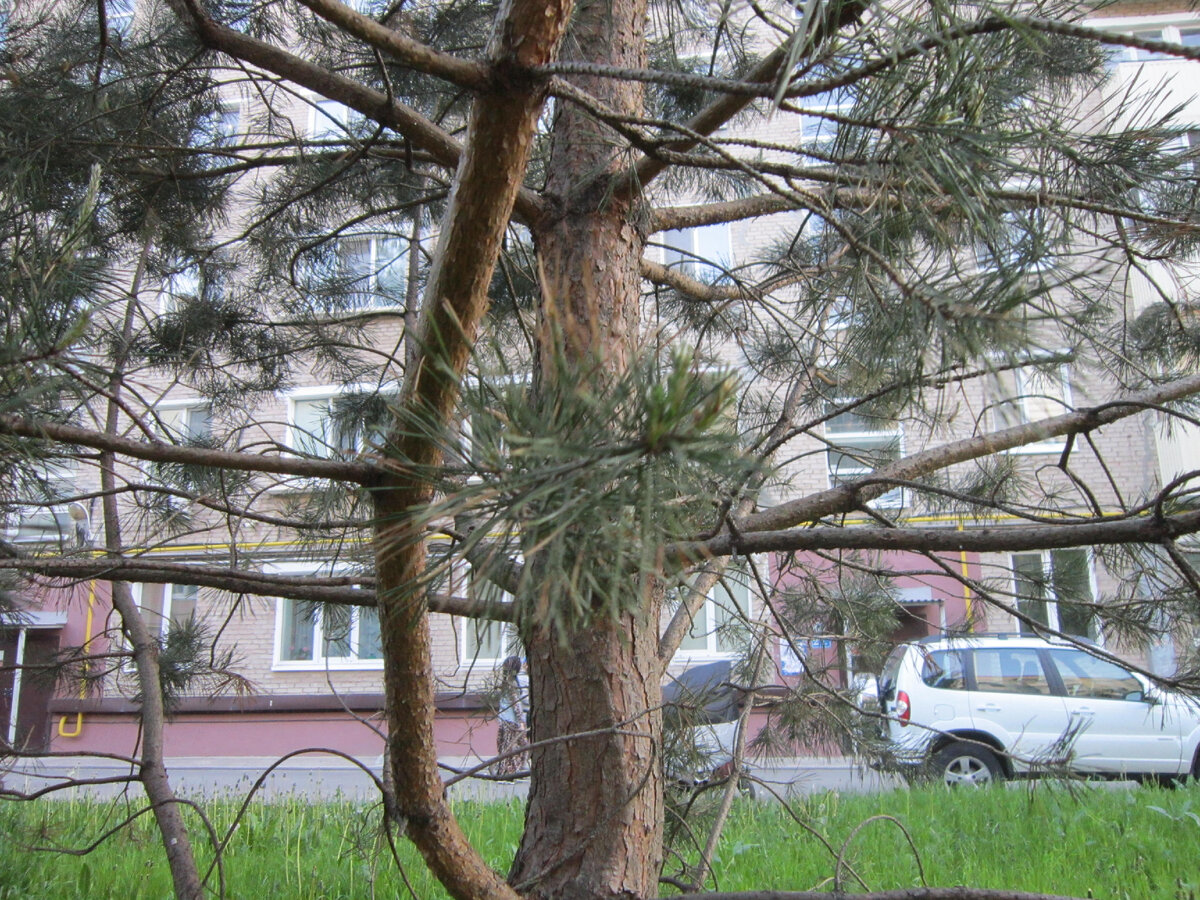 Угадай дерево | Растения в городском дворе | Дзен