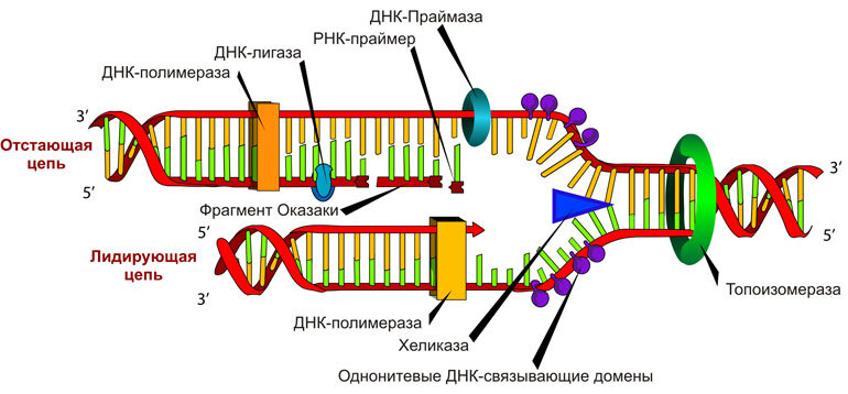 Фото с сайта: https://www.vechnayamolodost.ru/articles/genetika/segdch13/
