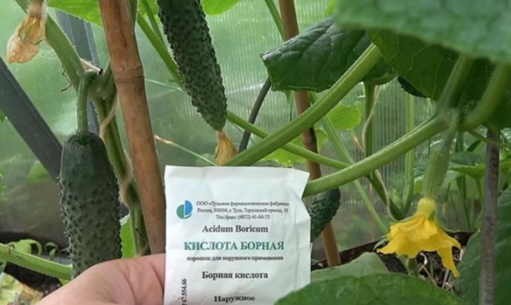 Борная кислота для огурцов