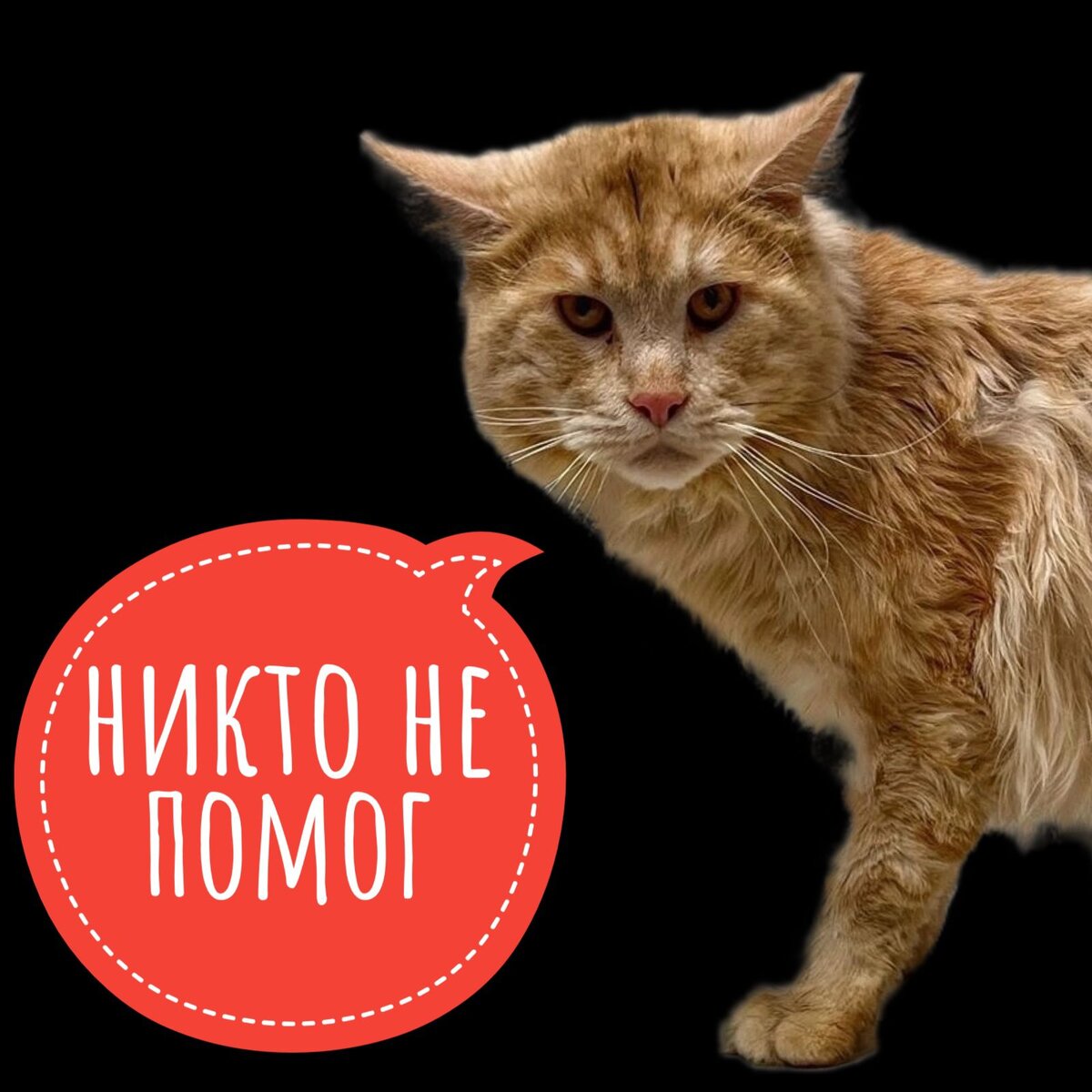 Симбе необходима помощь