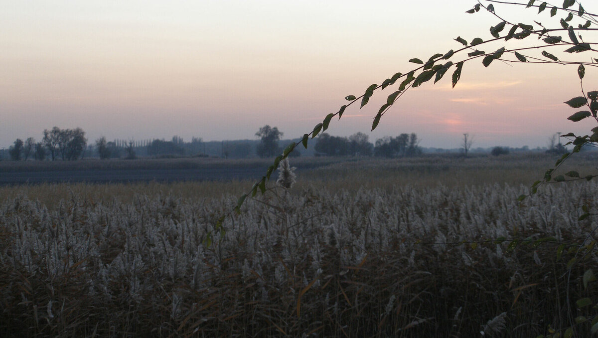     Власти Ростовской области накануне объявили о планах застроить территорию бывшего прудового хозяйства рядом с Кумженской рощей, реакция общественности появилась в соцсетях.