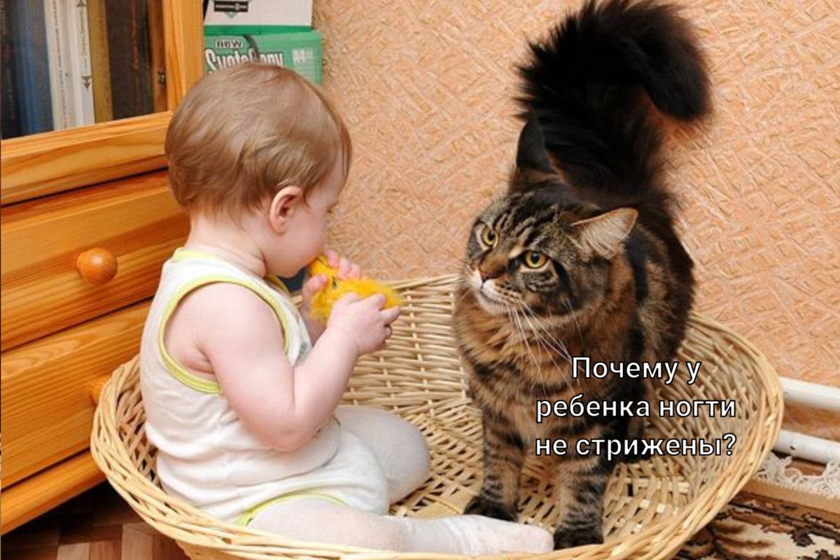 Коты и их профессии. Источник фото: pikabu.ru