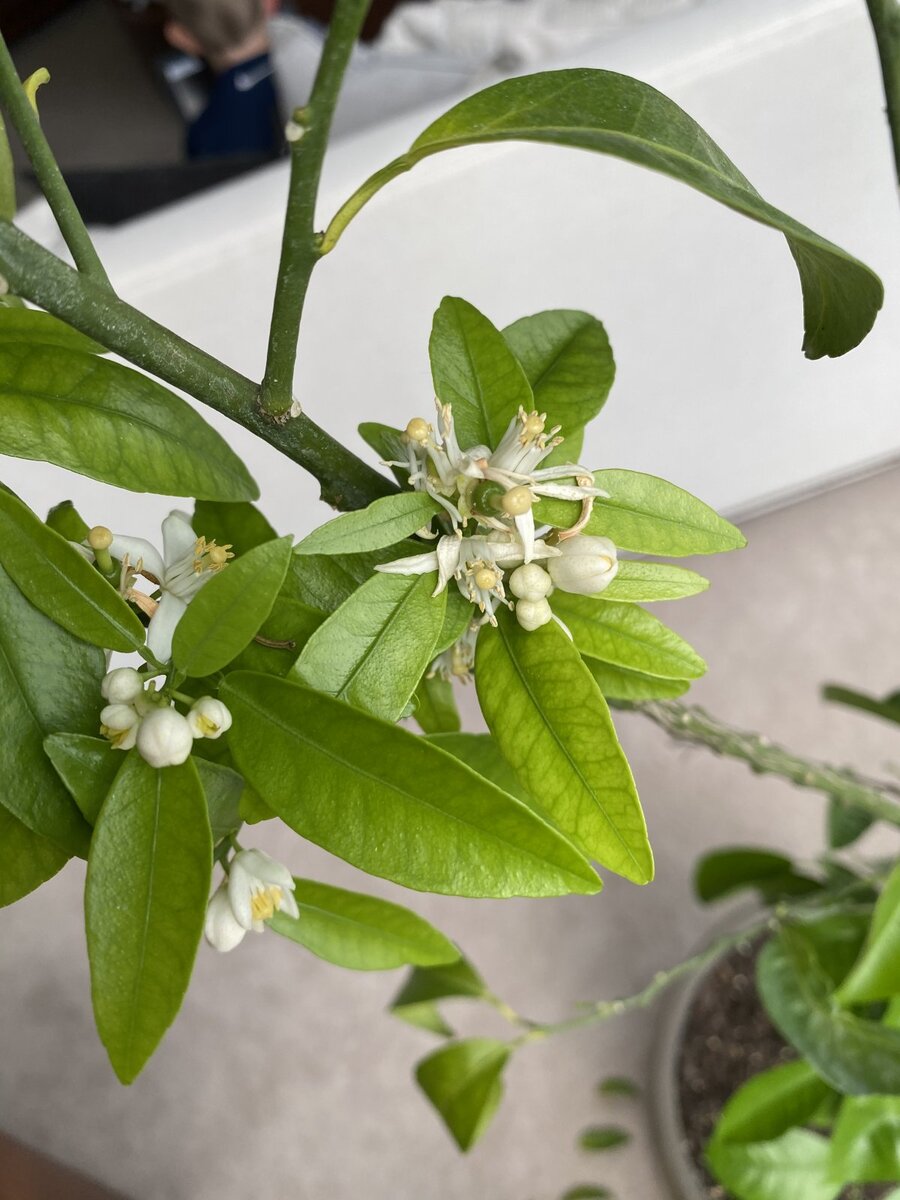 Фото Мariestlouis