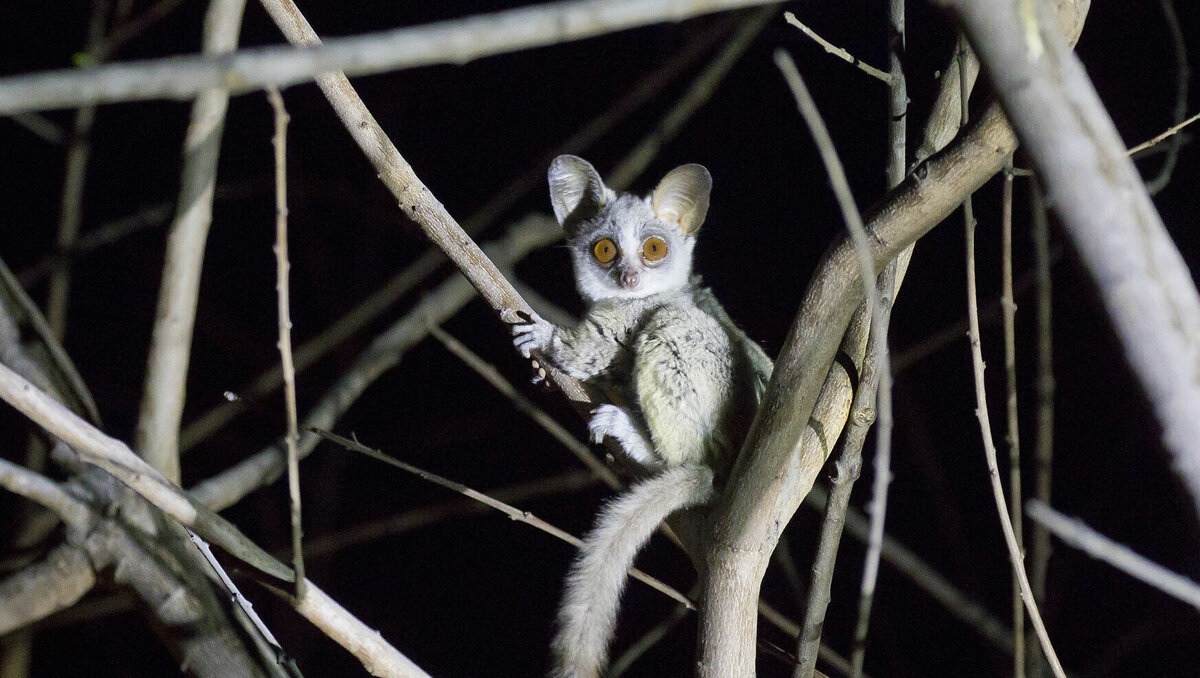     В Ростовской области есть тысячи объявлений о продаже животных, в том числе необычных. Каких питомцев можно себе купить и сколько они стоят, в материале RostovGazeta.
