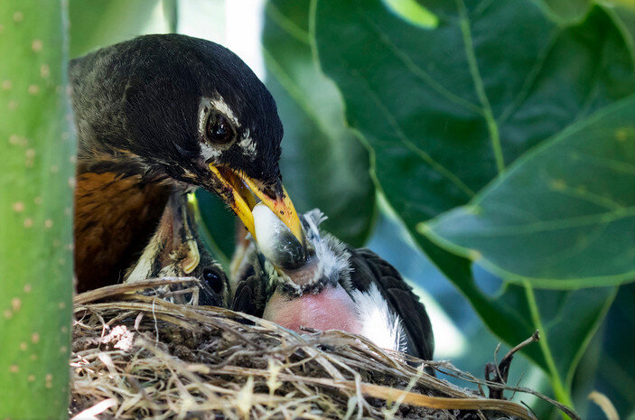 Странствующий дрозд забирает фекальную капсулу птенца. Фото ©Lee Marcus с Flickr.com