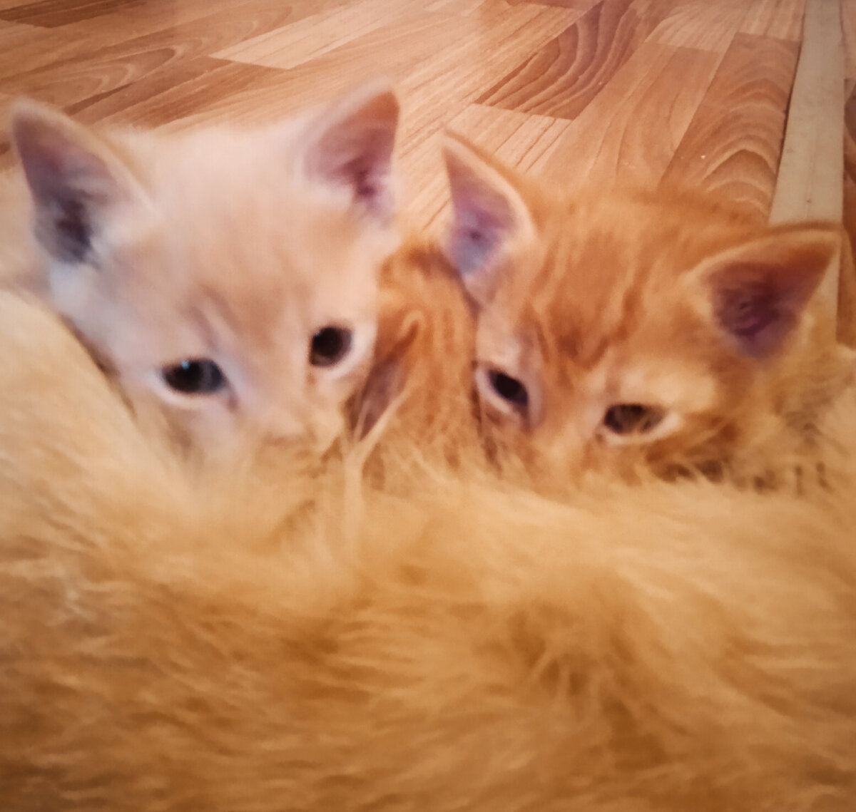 Котята с мамой