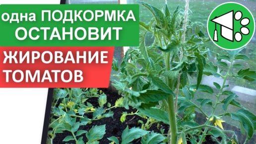 Помидоры жируют в теплице: что делать? Как остановить жирование томатов и кем подкормить