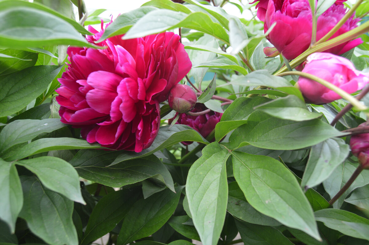 Фото автора. Май 2023. Бардовый пион.